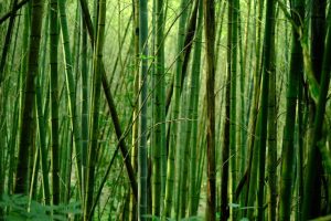 Bamboo shoots as an idea for a unique employee gift